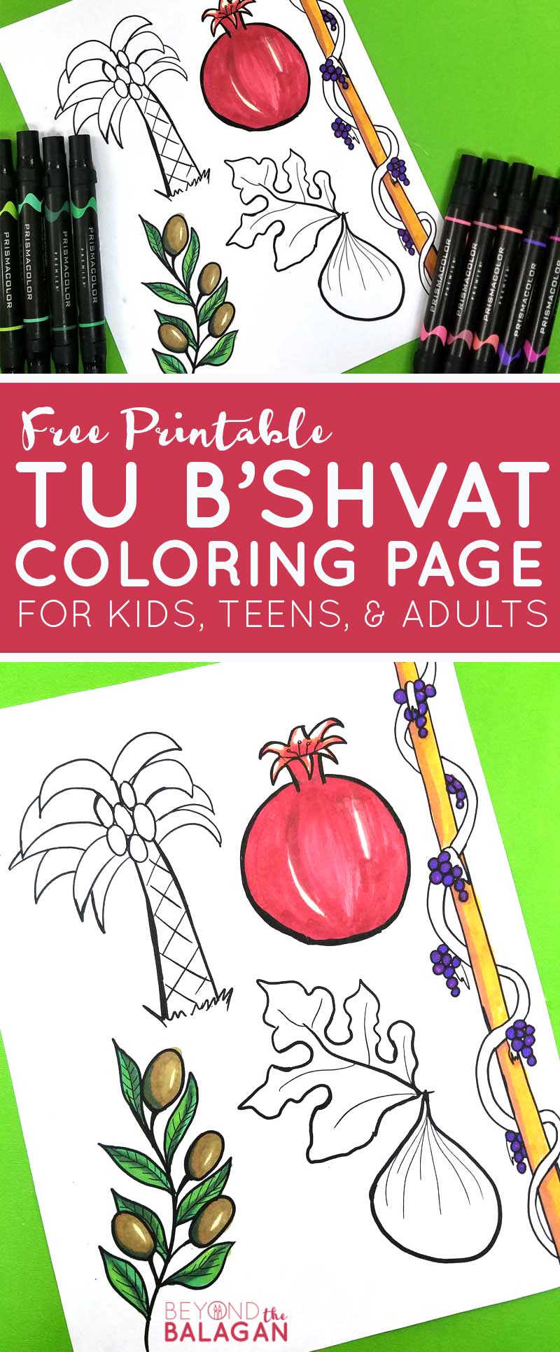 This beautiful fruit coloring page for adults and kids features the five fruit that Israel is blessed with! This Tu BeShvat coloring page is perfect for adults, kids, and tweens to celebrate the Jewish holiday of Tu B'shvat! It's got a pomegranate, fig, olive branch, grape vine, and date palm and is a perfect Jewish craft and colouring page for all ages! #coloringpages #jewishcrafts #tubeshvat
