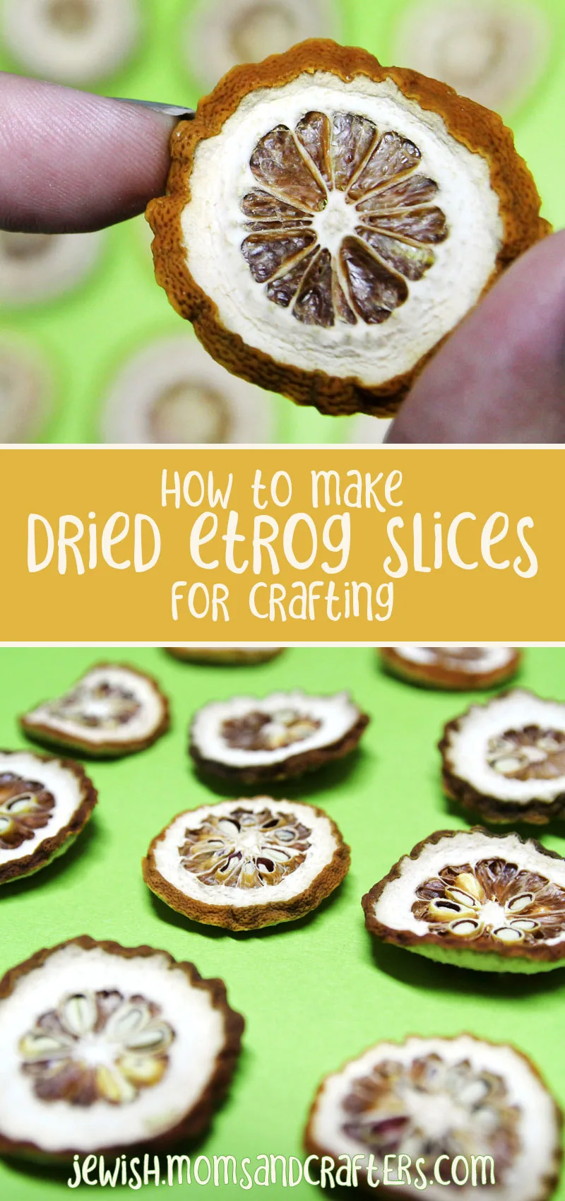 Learn how to dry etrog slices for DIY Sukkah decorations and table decor for Sukkot! You can make so many crafts with dried citrus slices, a great idea for what to do with your esrog after Sukkos